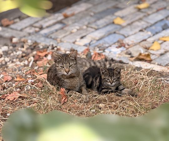 /files/Boerderij dieren/img-1327.jpeg
